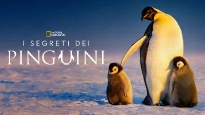 I segreti dei pinguini